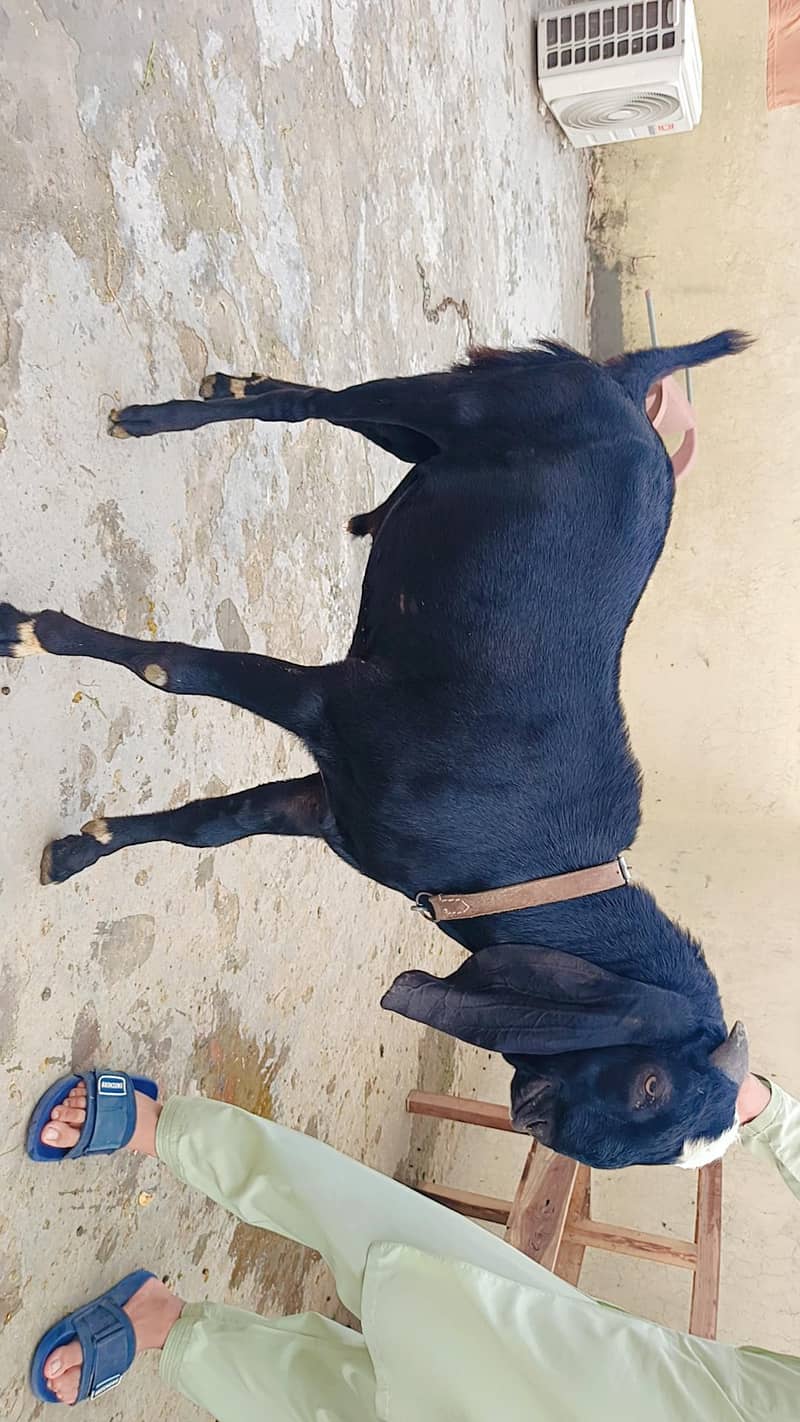 Desi Bakraa 1