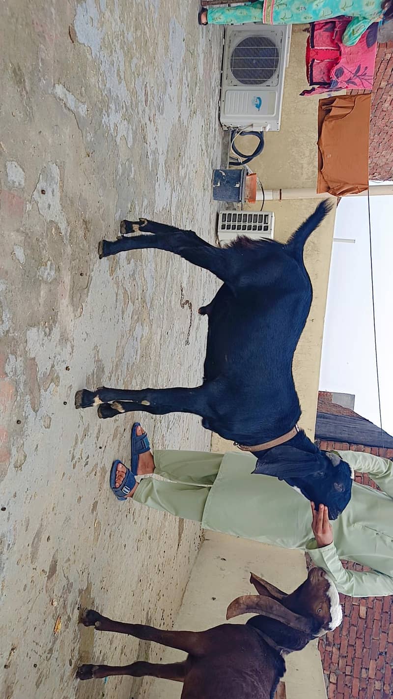 Desi Bakraa 2