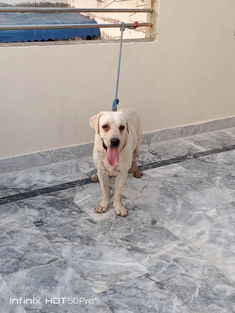 Lab dog 0
