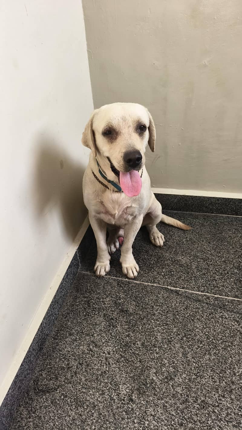 Lab dog 1