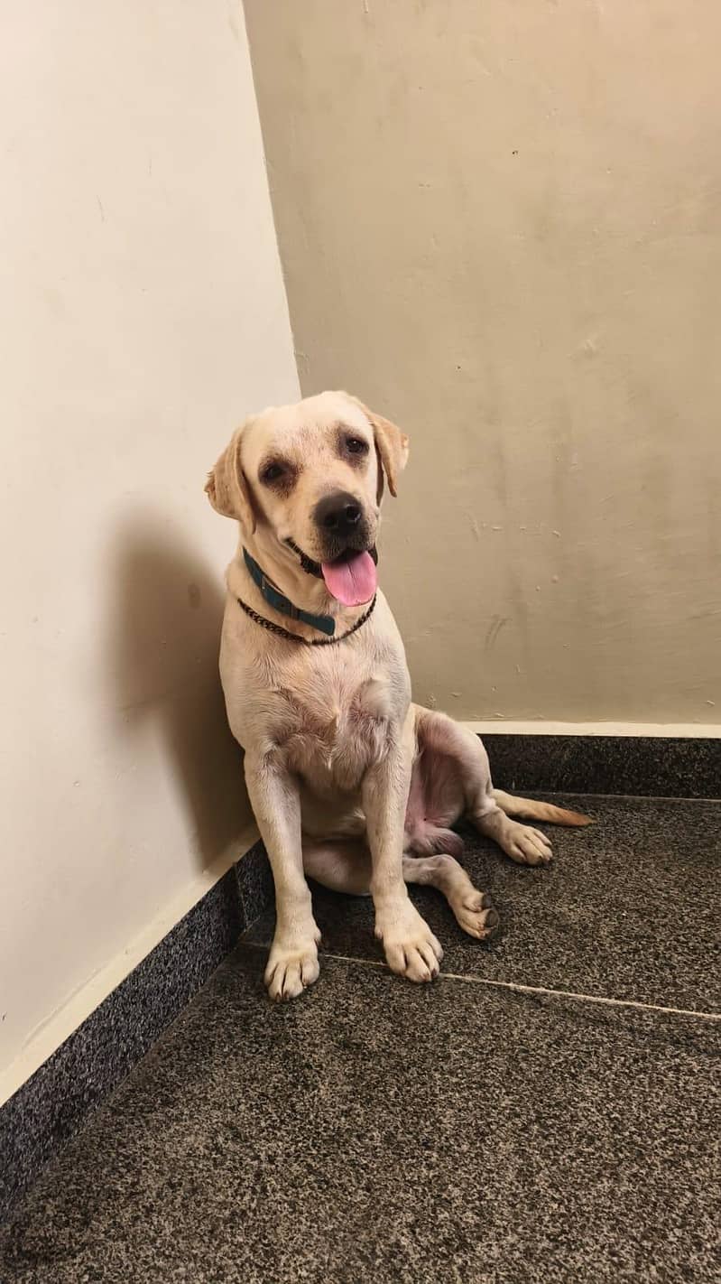 Lab dog 2