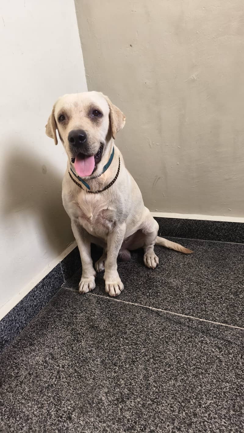 Lab dog 3