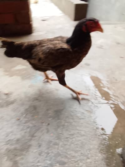 koi masala ni ha