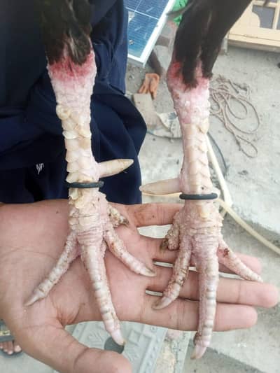Breeder mianwali aseel murga