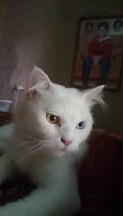 odd eye's persian cat 