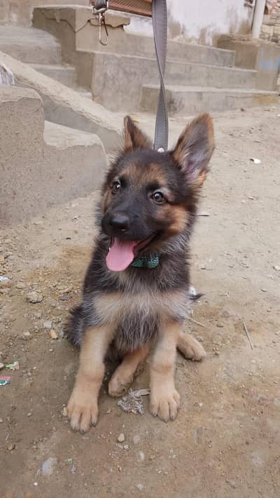 Garman shepherd long coat puppy