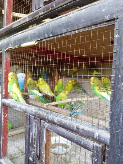 Budgies for sale