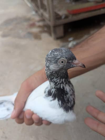 high flyer Kabootar or Fancy luckay pigeon