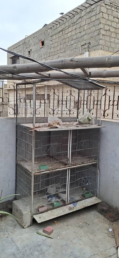 Birds Cage