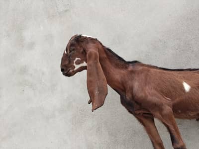 BABY MALE GOAT for sale NAGRA BREED URGENT sale