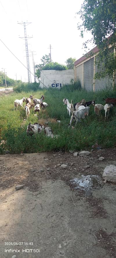 All types of goats available for sale. .