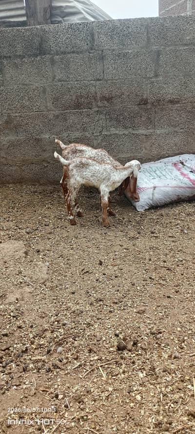All types of goats available for sale. .