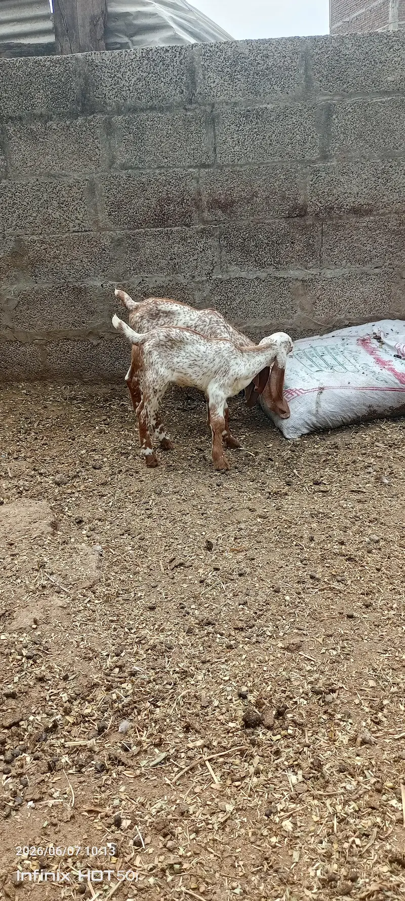 All types of goats available for sale. . — photo 2