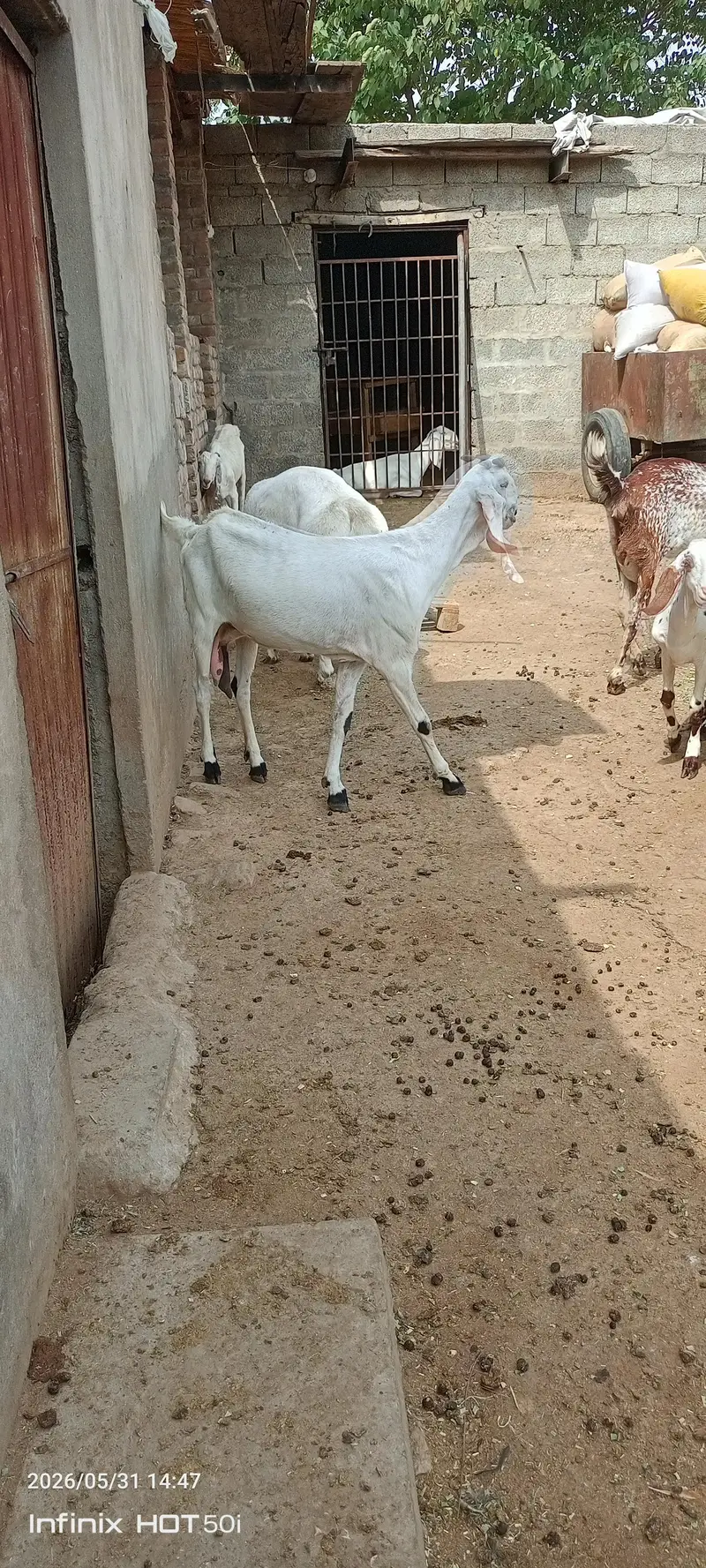 All types of goats available for sale. . — photo 3