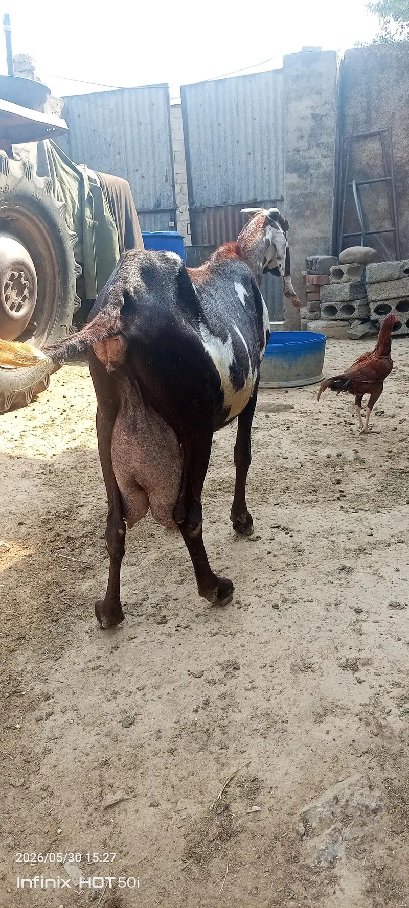 All types of goats available for sale. . — photo 4