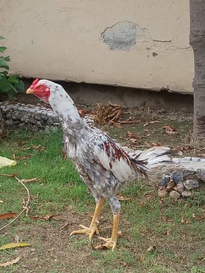 aseel male hen