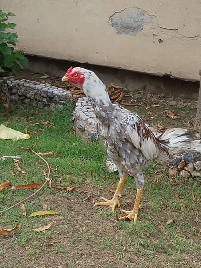 jawa aseel hen