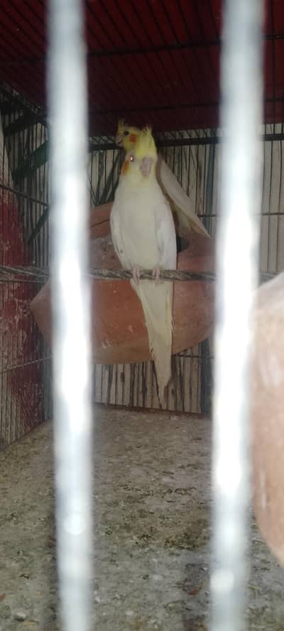 breeder pair hr chz sa perfect hai wtsap num 03156603159