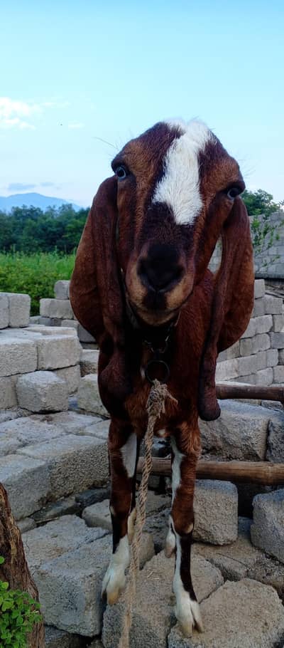 Bakri with two female 1 year kids