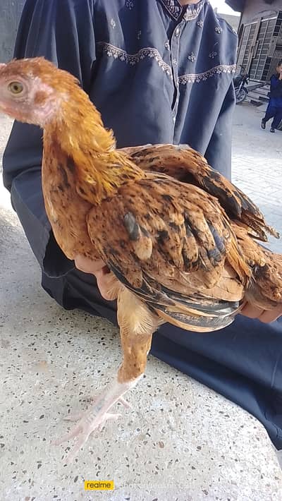 Aseel Pair, Chicks 2 months