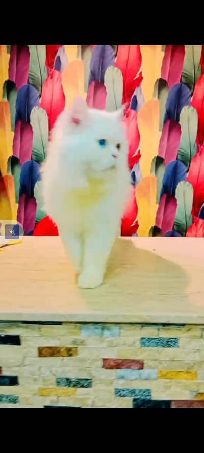 Persian cat for sale male or female my WhatsApp 30269=41=814