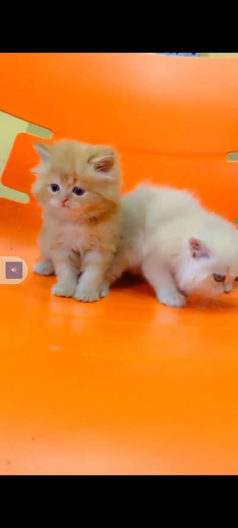 Persian cat for sale male or female my WhatsApp 30269=41=814 — photo 4