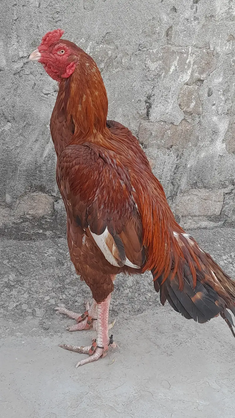 jis bhai ko smjh aae wahi rabta krre — photo 2