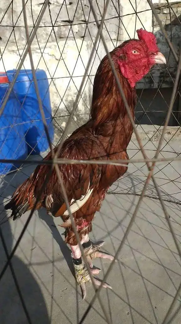 jis bhai ko smjh aae wahi rabta krre — photo 3