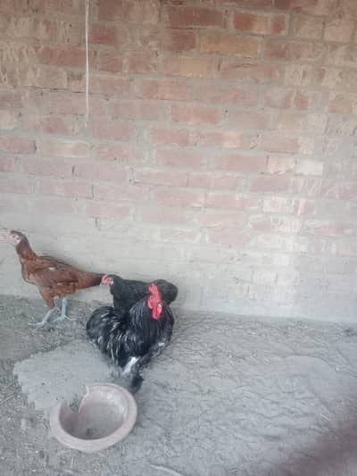 Bantam black pair