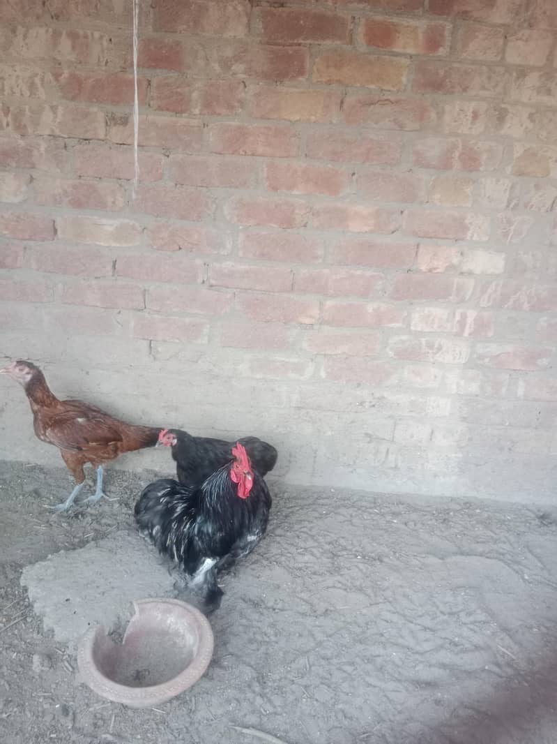 Bantam black pair 0