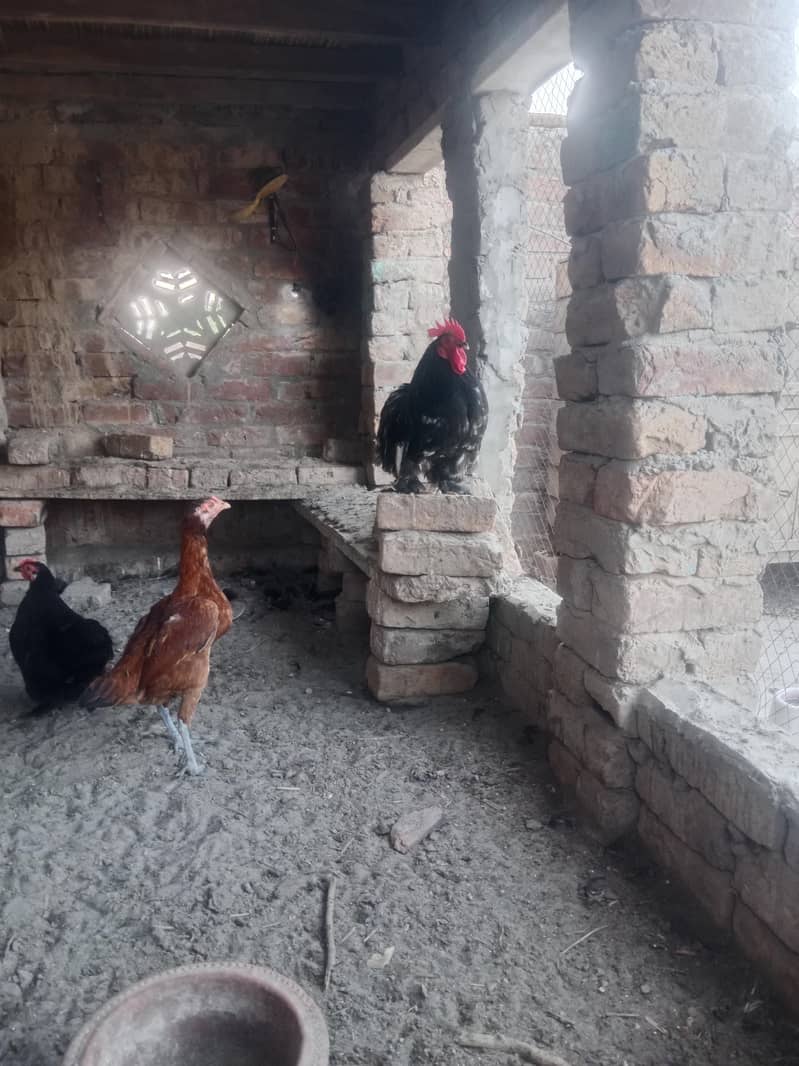 Bantam black pair 1