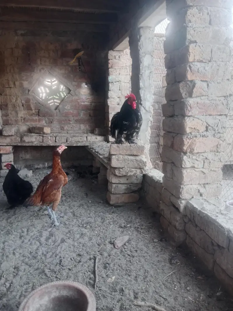 Bantam black pair — photo 2