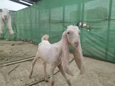 Gulabi bakri with male kids