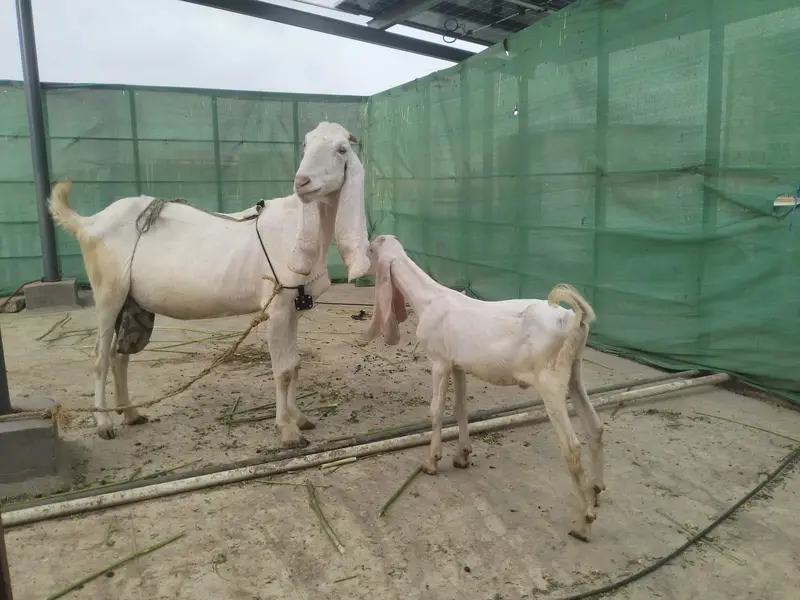 Gulabi bakri with male kids — photo 2