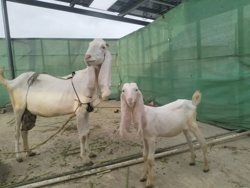 Gulabi bakri with male kids — photo 3