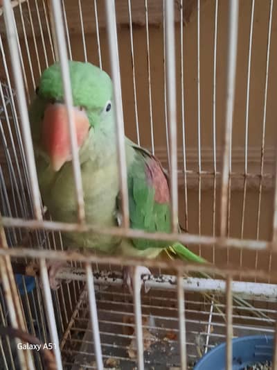 raw parrot age 3.5 year layying egg