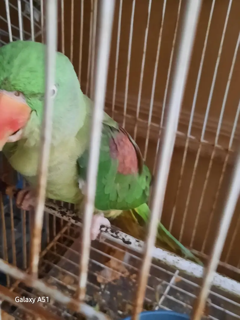 raw parrot age 3.5 year layying egg — photo 2