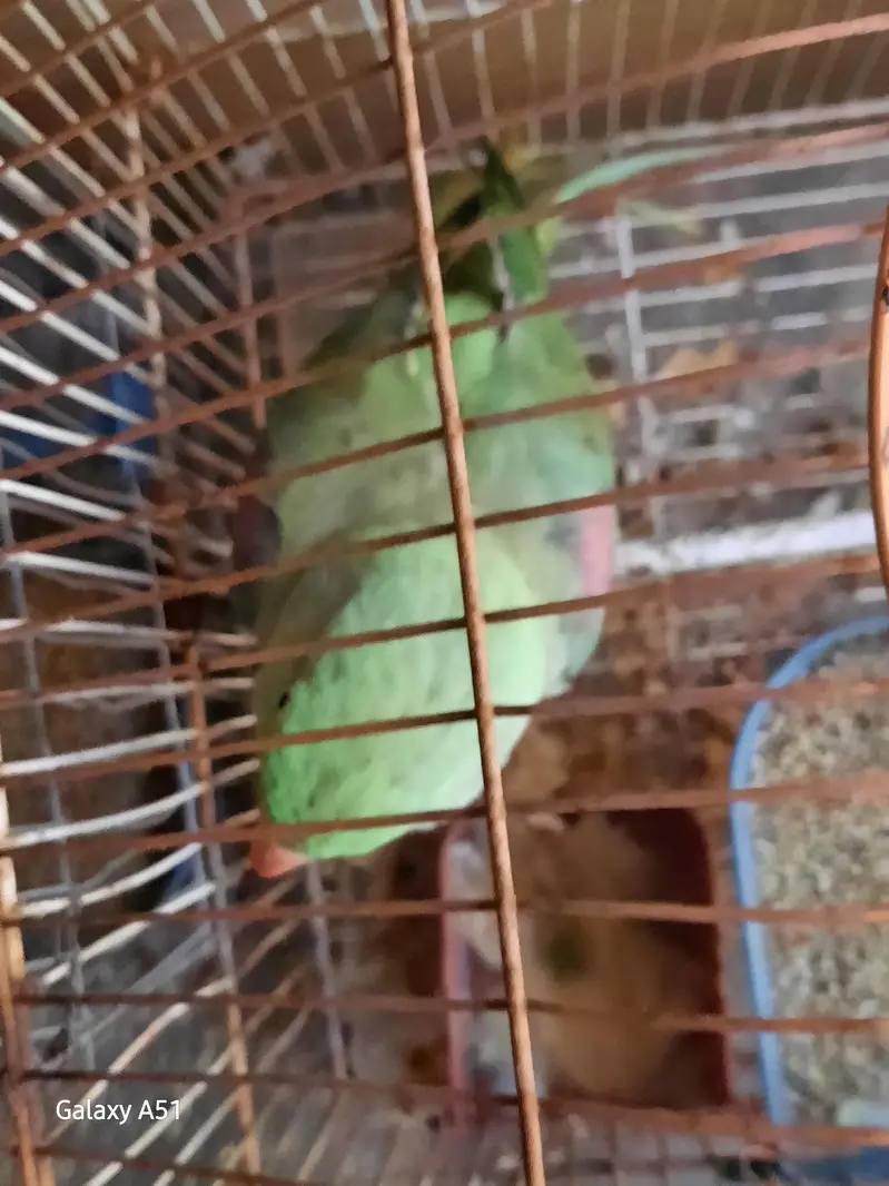 raw parrot age 3.5 year layying egg — photo 3