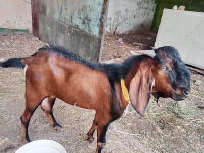 bakra
