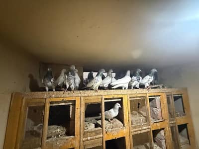 pigeon