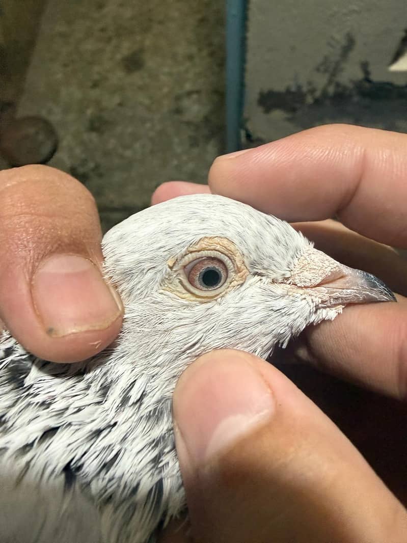 pigeon 1