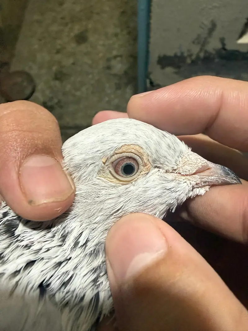 pigeon — photo 2