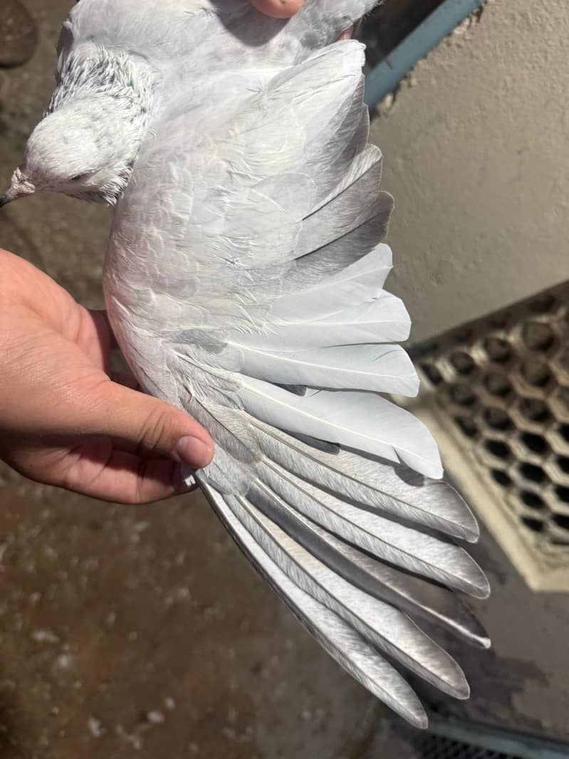 pigeon 2
