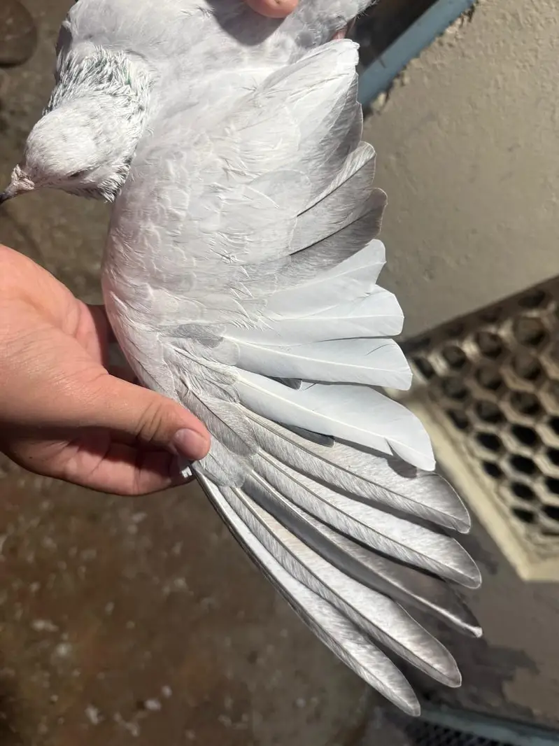 pigeon — photo 3