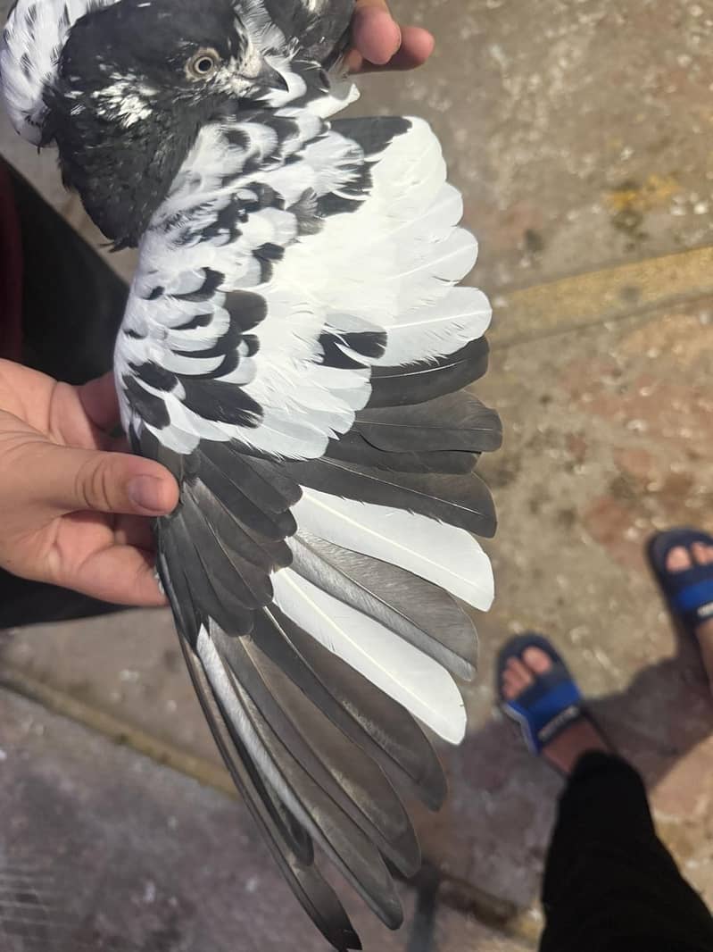 pigeon 3