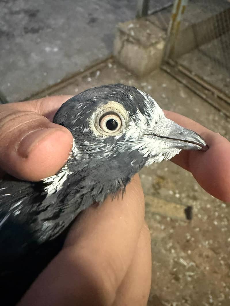 pigeon 4