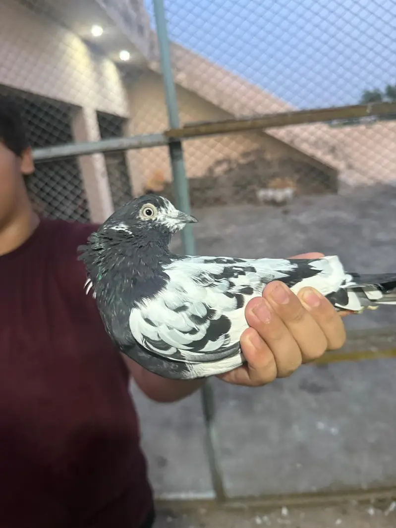pigeon — photo 6