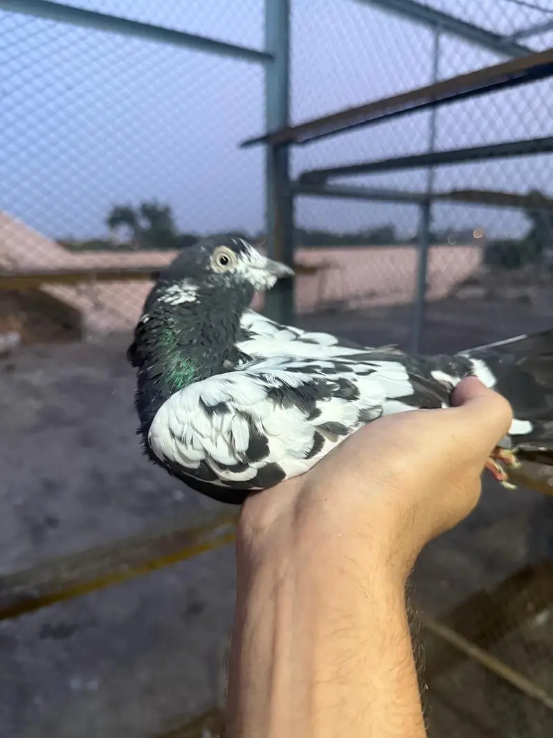 pigeon — photo 7