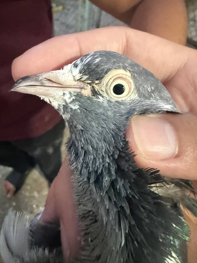 pigeon 7