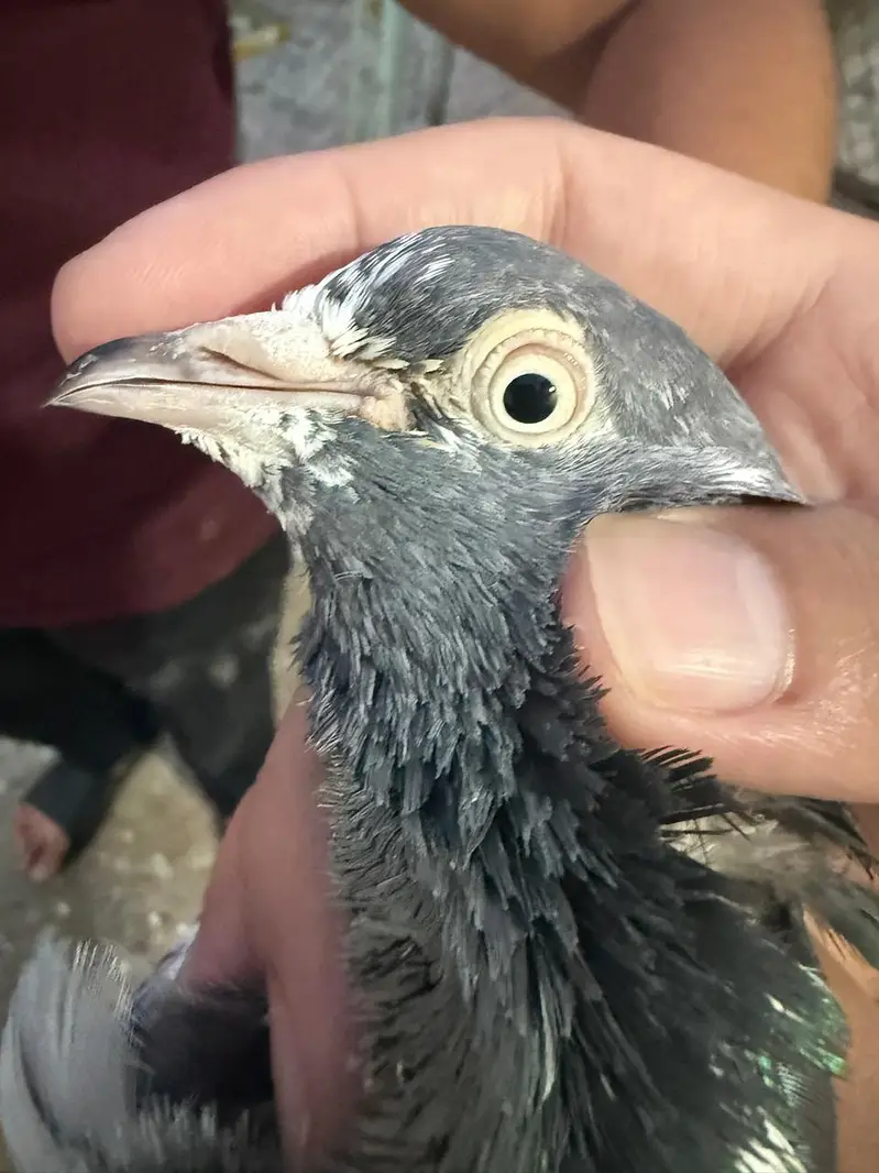 pigeon — photo 8